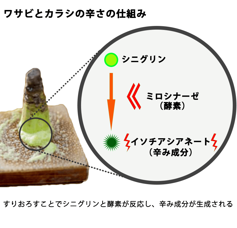 すりおろすことでシニグリンと酵素が反応し、ララ身成分が生成される