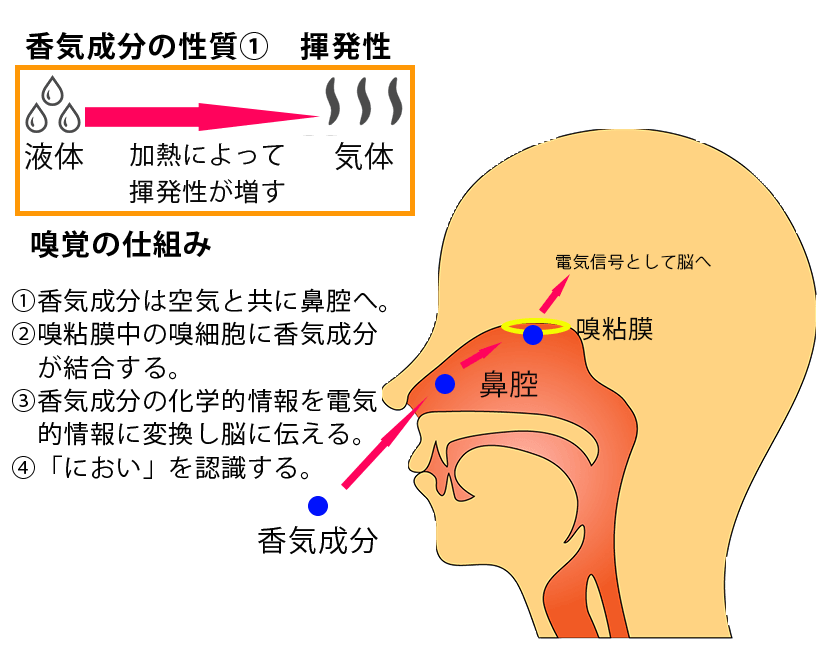 香気成分の性質と嗅覚の仕組みの図説